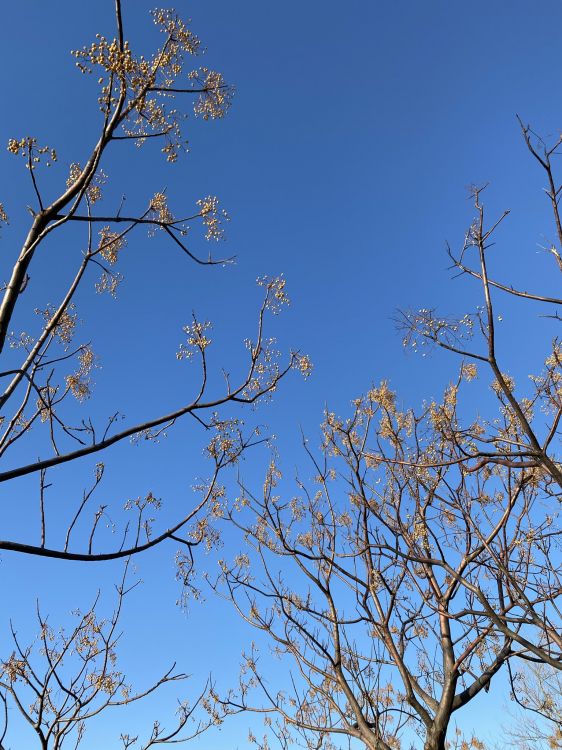 Azure, Rameau, Paysage Naturel, la Floraison de la Plante, Feuilles Caduques. Wallpaper in 1536x2048 Resolution