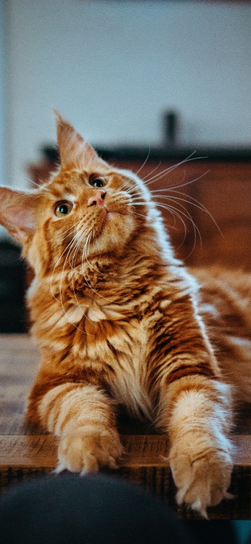 Image cat, orange maine coon, maine coon, ragdoll, persian cat