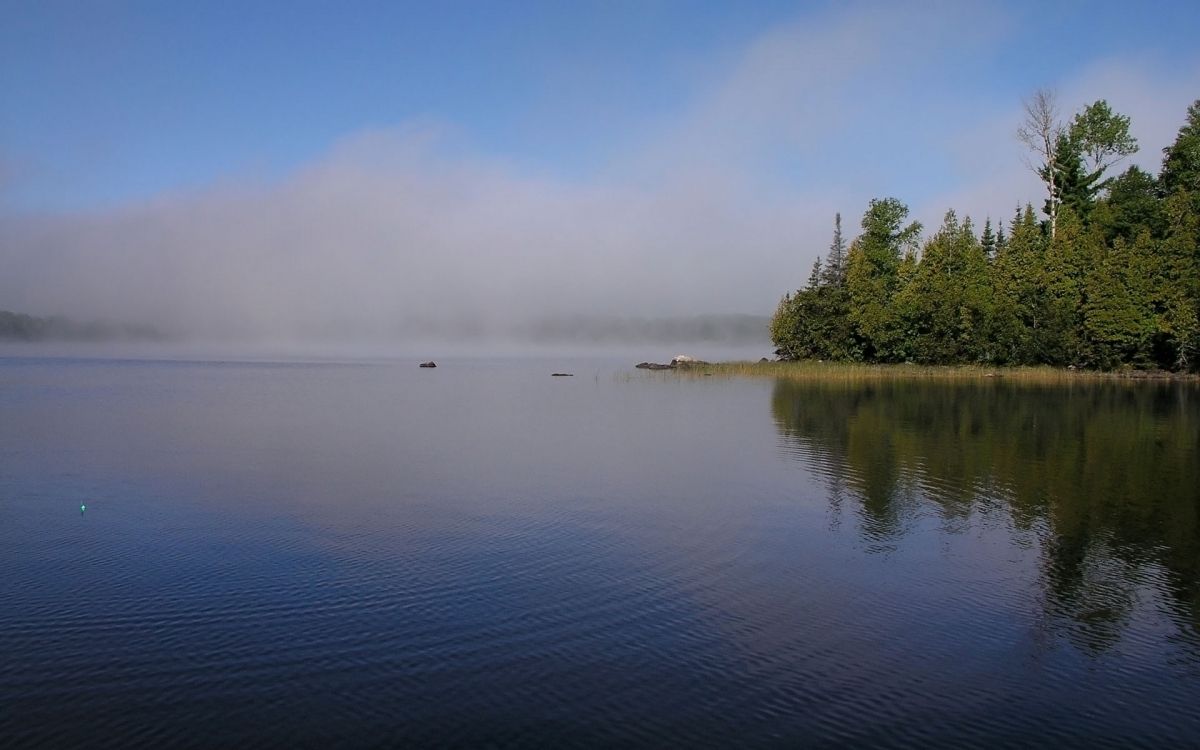 green trees beside body of water under blue sky during daytime