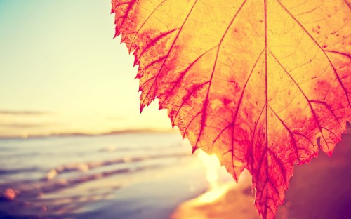 Image orange maple leaf during daytime