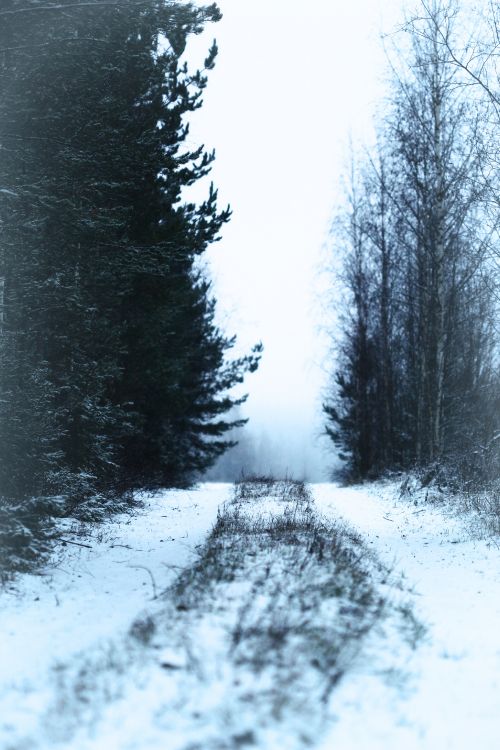 冬天, 性质, 冻结, 森林, 自然环境 壁纸 3456x5184 允许