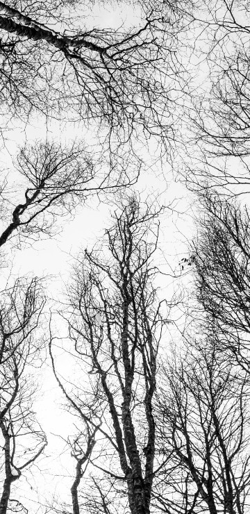 Image black and white, forest, tree, sketch, branch
