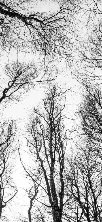 Image black and white, forest, tree, sketch, branch