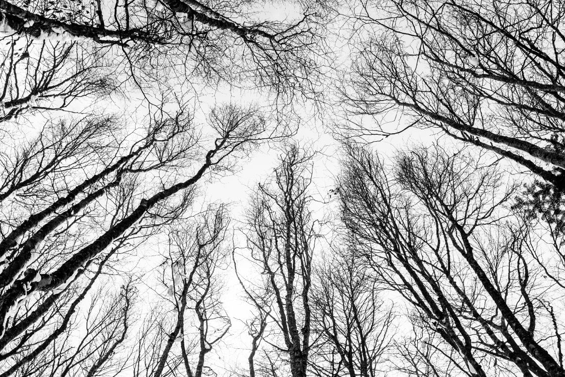 black and white, forest, tree, sketch, branch