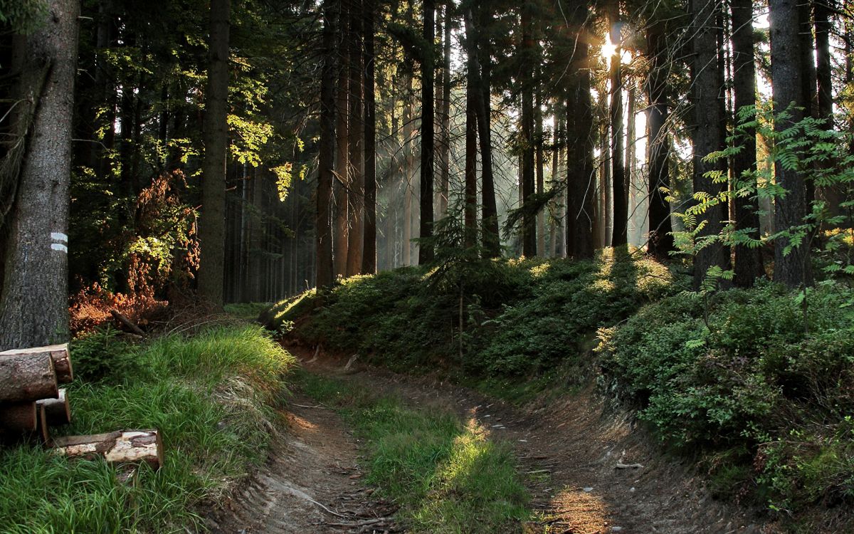 Hierba Verde y Árboles Durante el Día. Wallpaper in 2560x1600 Resolution