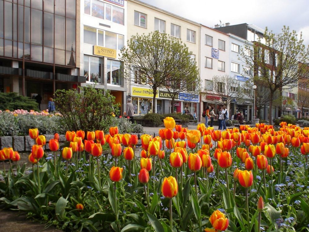 Orangefarbene Früchte Auf Grünem Gras in Der Nähe Von Weißem Betongebäude Tagsüber During. Wallpaper in 2048x1536 Resolution