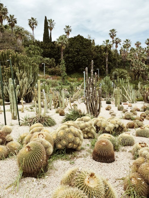 Image vegetation, shrubland, biome, cactus, landscape