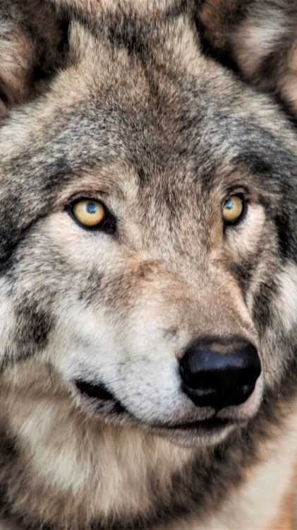 Tierwelt, Arctic Wolf, Dogge, Östlicher Wolf, Fladry. Wallpaper in 1080x1920 Resolution