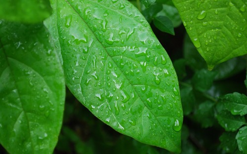 Image water droplets on green leaf