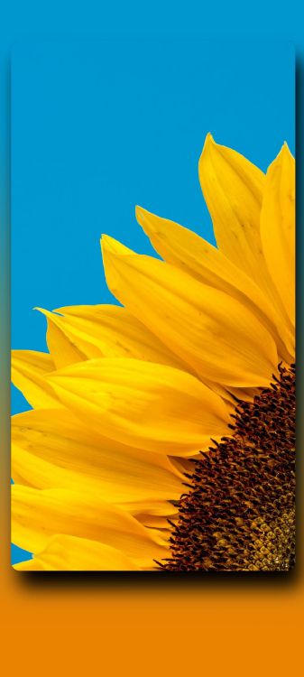 Télévision, Commune de Tournesol, Mi-août, 2022, Jaune. Wallpaper in 1080x2400 Resolution