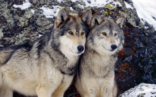 Image brown and black wolf on snow covered ground