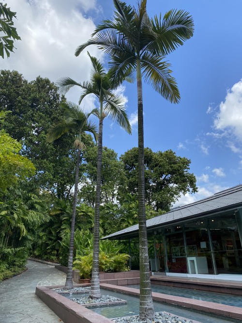 Image palm trees, biology, tree, woody plant, walkway