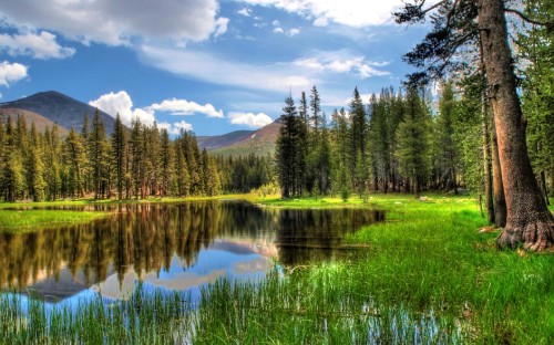 Image green pine trees near lake under blue sky during daytime