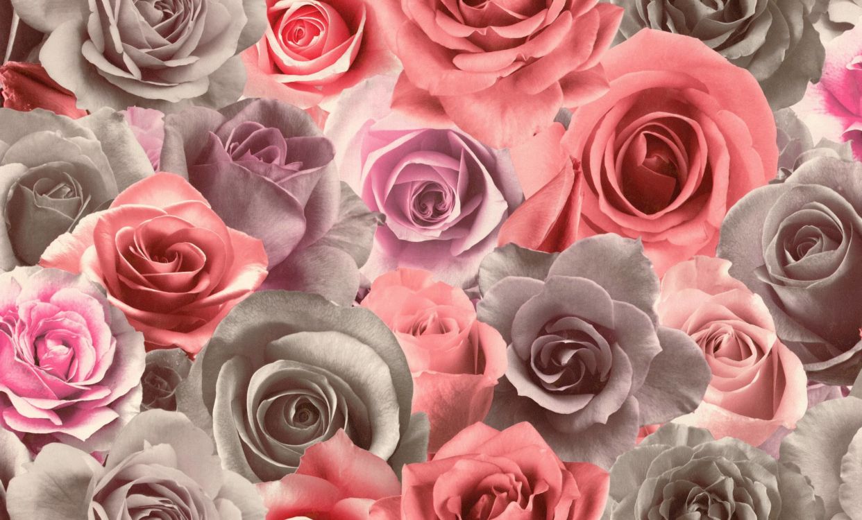 颜色, 玫瑰花园, 粉红色, 玫瑰家庭, 切花 壁纸 3000x1811 允许