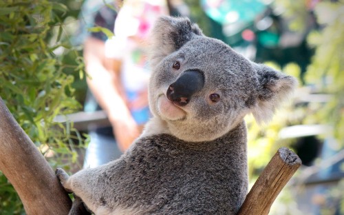 Image koala bear on tree branch during daytime