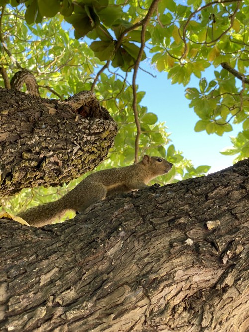 Image tree, ecosystem, reptiles, branch, squirrel