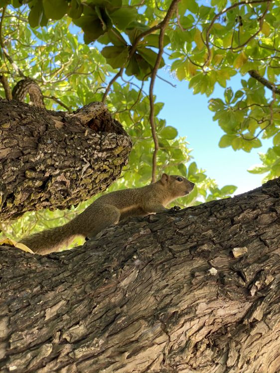 tree, ecosystem, reptiles, branch, squirrel