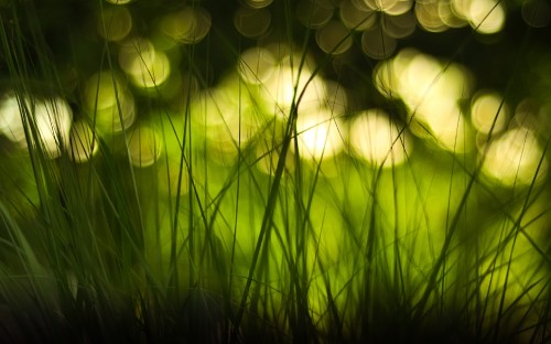 Image green grass in close up photography