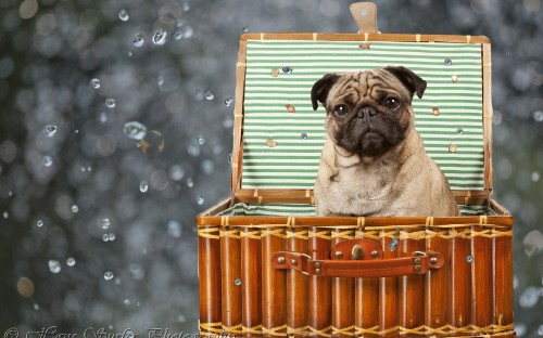 Image fawn pug in orange and brown wooden crate