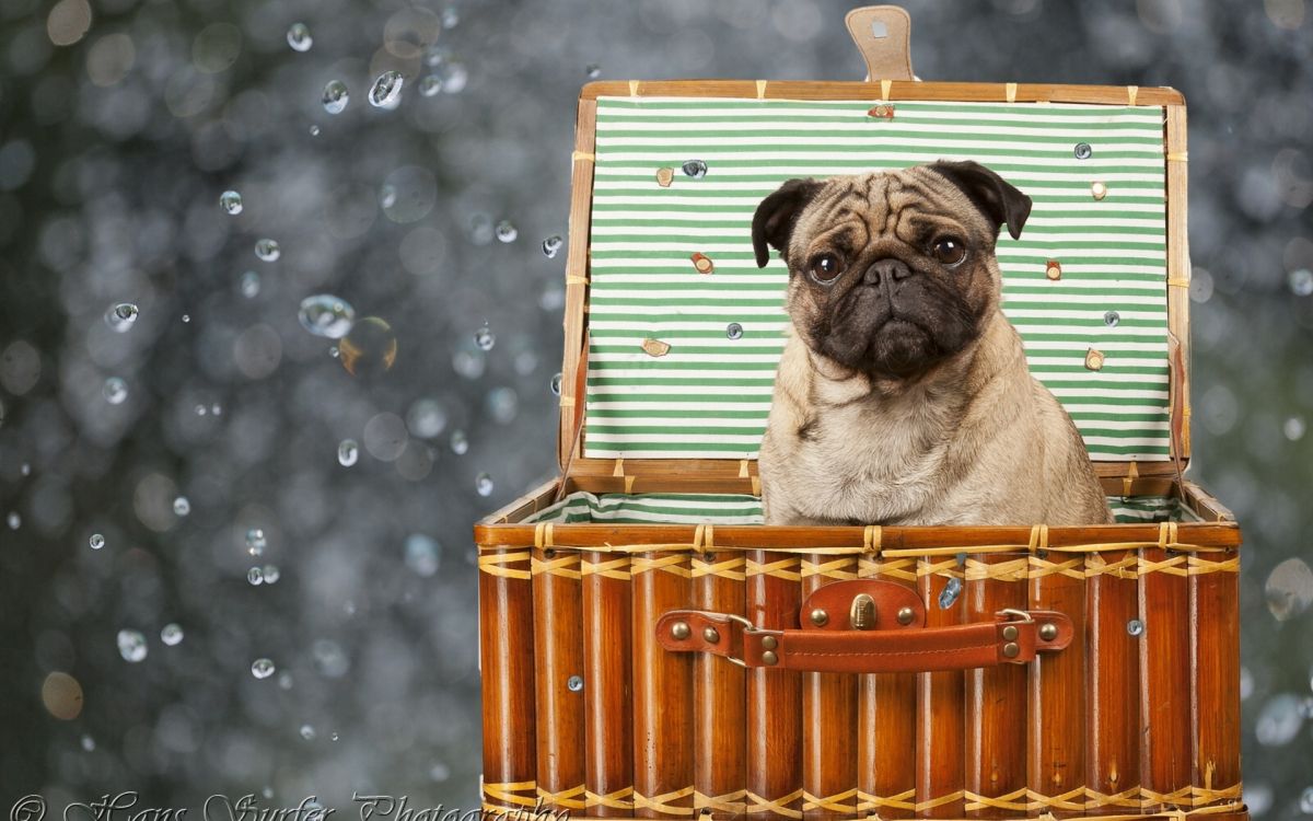 fawn pug in orange and brown wooden crate