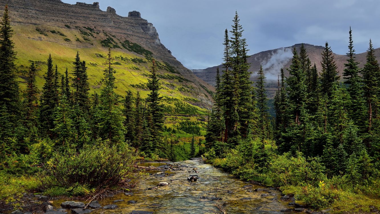 green trees near river during daytime