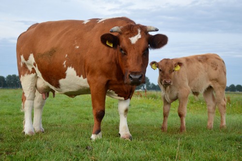 Image brown and white cow on green grass field during daytime