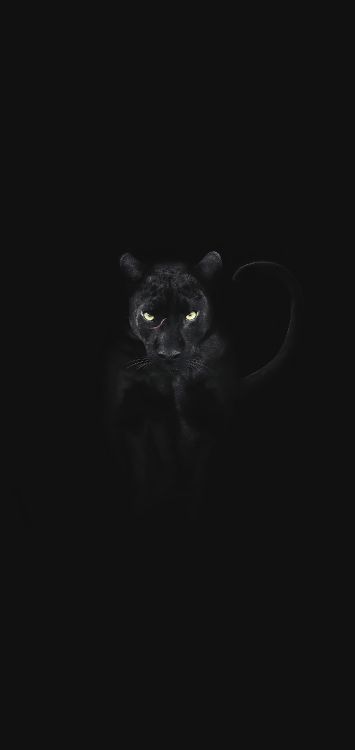 Gato Negro, Gato, Los Carnívoros, Felino, Carnívoro. Wallpaper in 1421x3000 Resolution