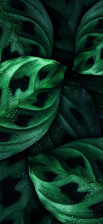 Close Up, Nokia 8, Nokia, Smartphone, Gr. Wallpaper in 1080x2340 Resolution