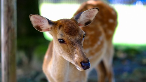 Image brown deer standing on gray concrete floor during daytime