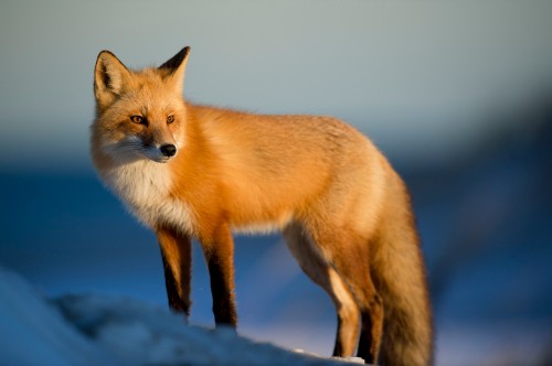 Image red fox, fox, arctic fox, canidae, Carnivore