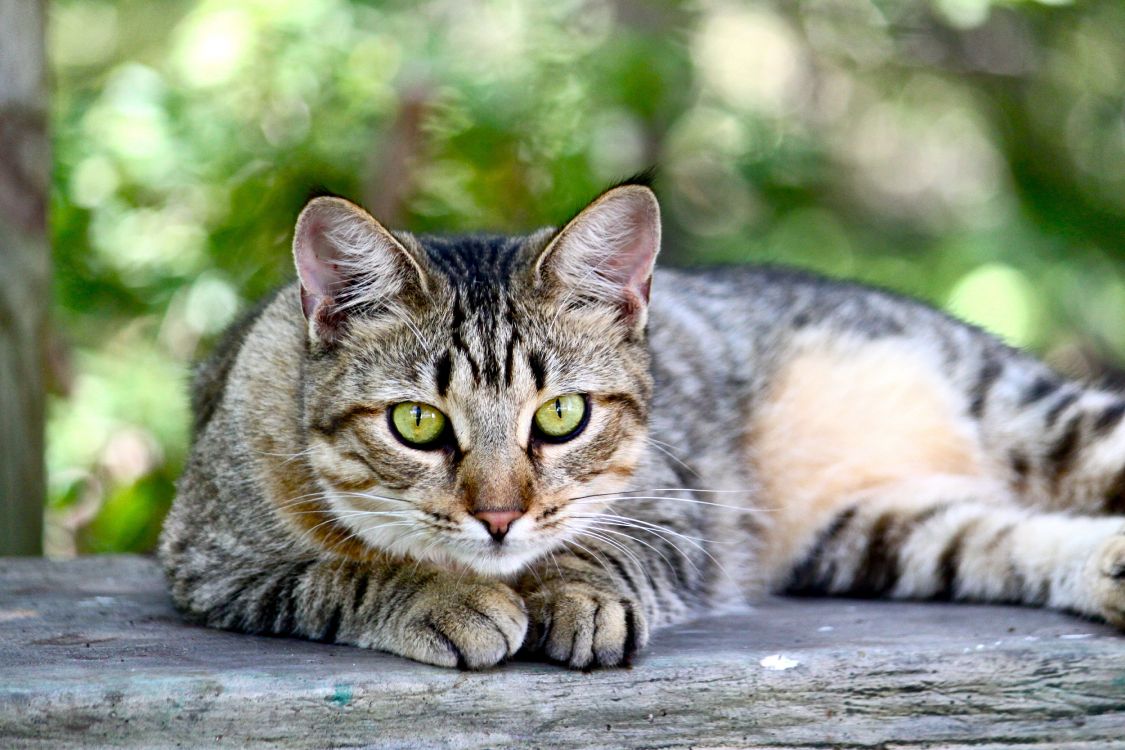 Brown Tabby Cat Lying on Wooden Surface. Wallpaper in 4752x3168 Resolution