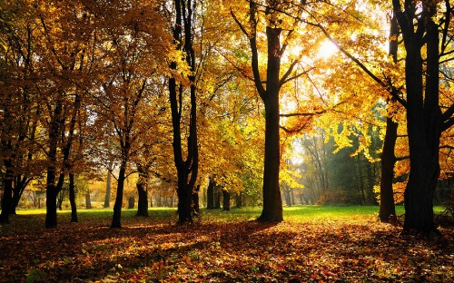 Image brown and yellow trees on green grass field during daytime