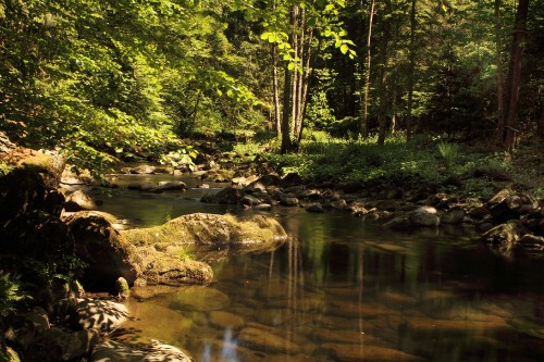 Image green trees beside river during daytime