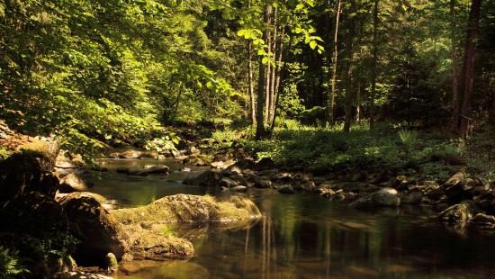 Image green trees beside river during daytime
