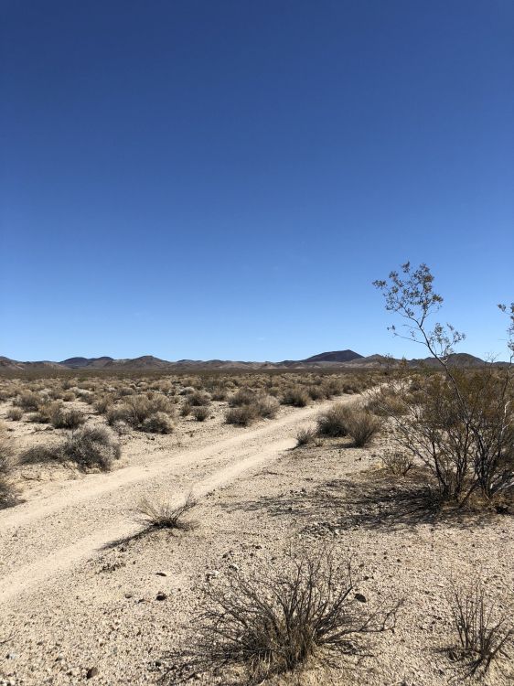 usa, Mojave Desert, natural environment, plant community, landscape