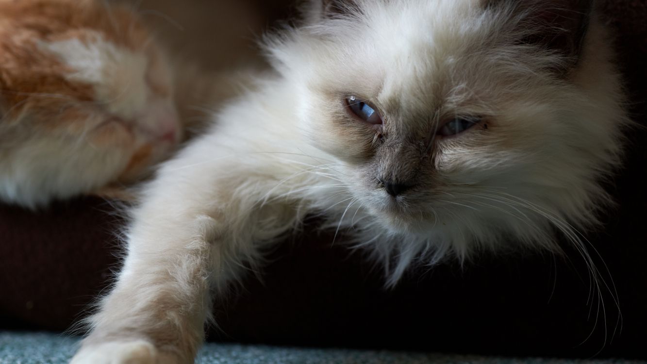 white and brown long fur cat