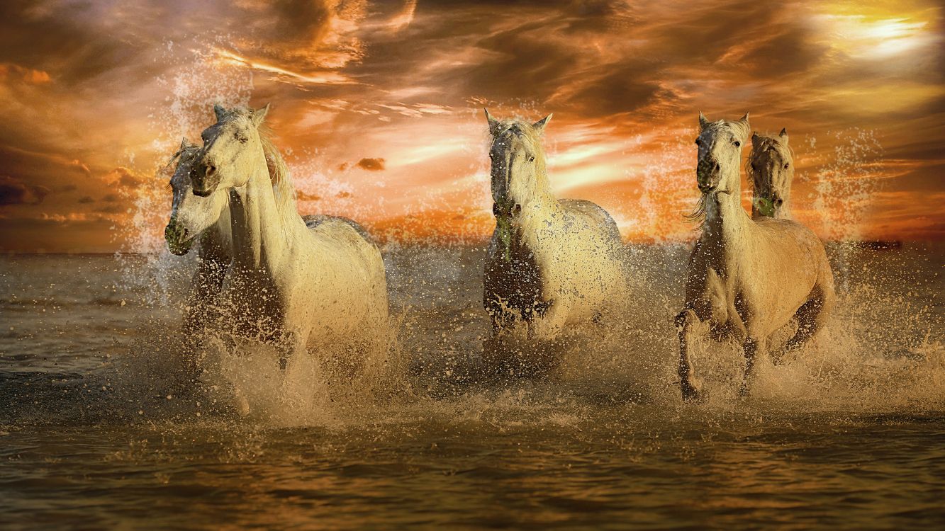 Fondos de Pantalla Pura Sangre, Caballo Árabe, Caballo Blanco, Mustang