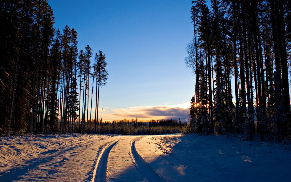 Snow Covered Road Between Trees During Sunset. Wallpaper in 2560x1600 Resolution