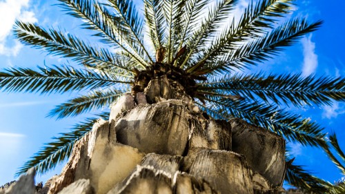 Image palm tree on brown rock