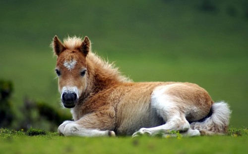 Image brown and white horse lying on green grass field during daytime