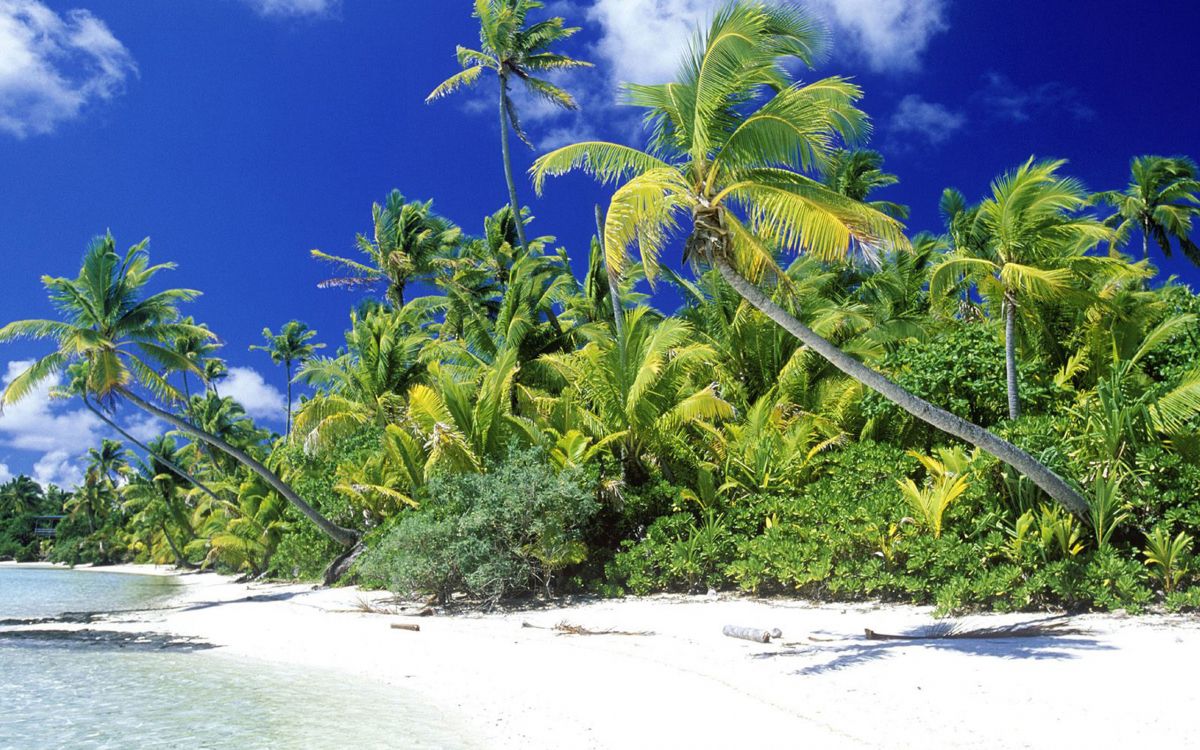 green coconut palm tree on white sand beach during daytime