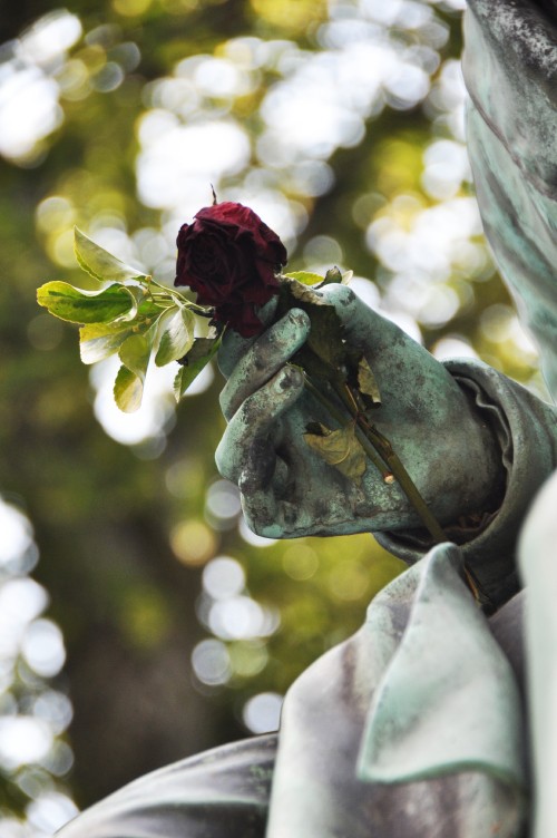 Image red rose on gray stone