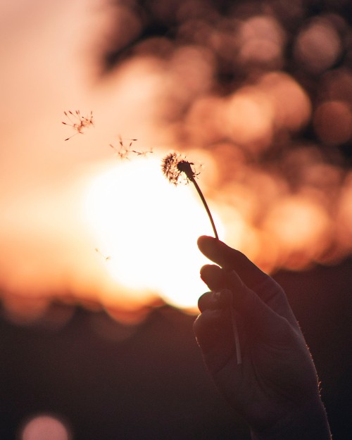 Image silhouette of person holding flower during sunset