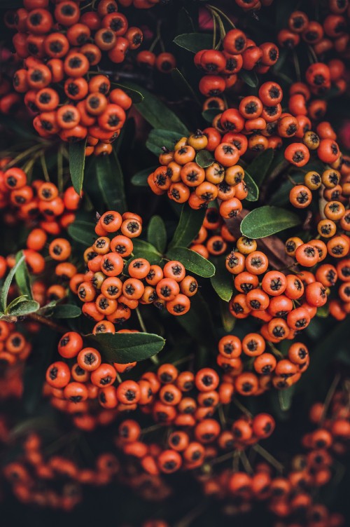 Image red and green plant with green leaves