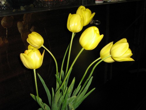 Image yellow tulips in clear glass vase