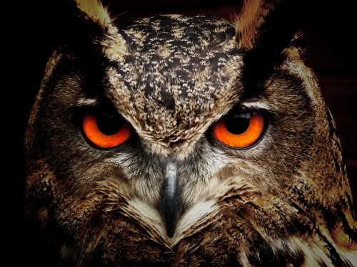 Image brown and black owl in close up photography