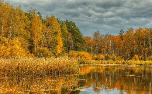 Image brown and green trees beside river under cloudy sky during daytime