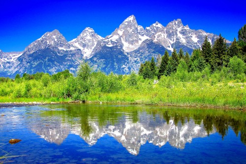 Image green trees near body of water during daytime