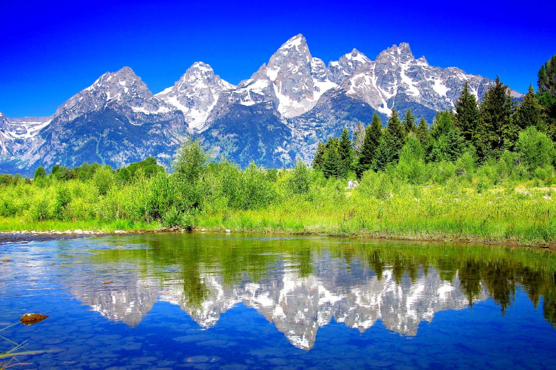 green trees near body of water during daytime