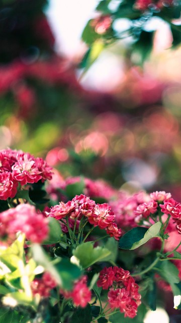 Image pink and white flowers in tilt shift lens